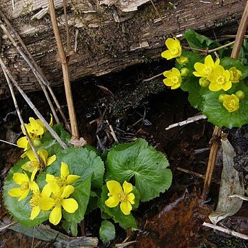 Caltha palustris var. barthei unspecified picture