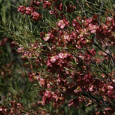 Dodonaea lobulata unspecified picture