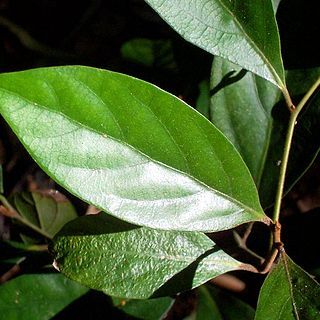 Endiandra unspecified picture