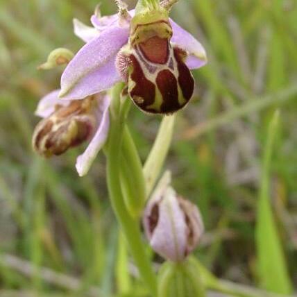 Ophrys unspecified picture