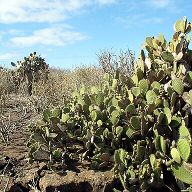 Opuntia helleri unspecified picture