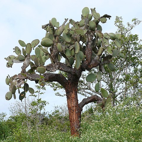 Opuntia unspecified picture