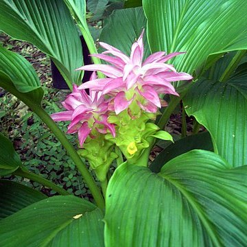 Curcuma australasica unspecified picture