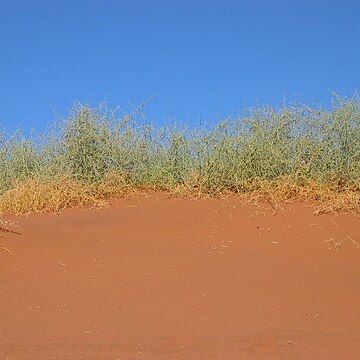 Acanthosicyos unspecified picture