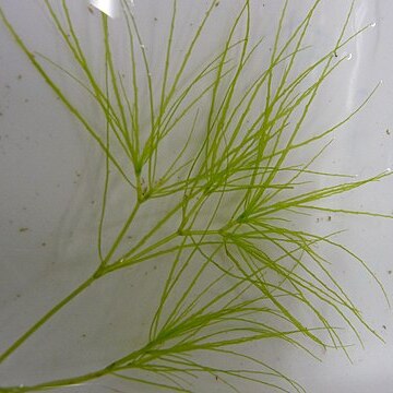 Najas oguraensis unspecified picture