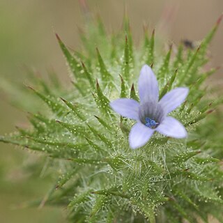 Navarretia squarrosa unspecified picture