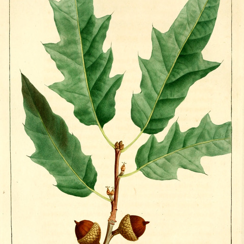 Quercus x heterophylla unspecified picture