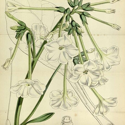 Nicotiana fragrans unspecified picture