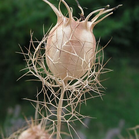 Nigella unspecified picture
