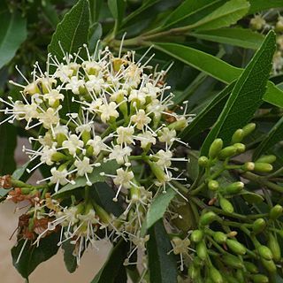 Nuxia oppositifolia unspecified picture