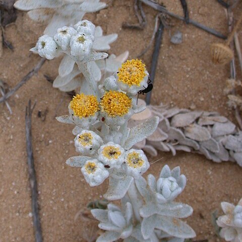 Otanthus unspecified picture