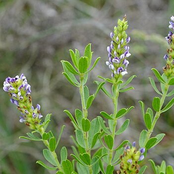 Otholobium spicatum unspecified picture
