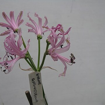 Nerine angustifolia unspecified picture