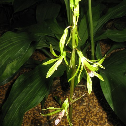 Nervilia unspecified picture