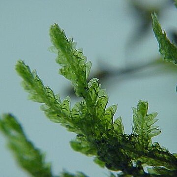 Neckera crispa unspecified picture