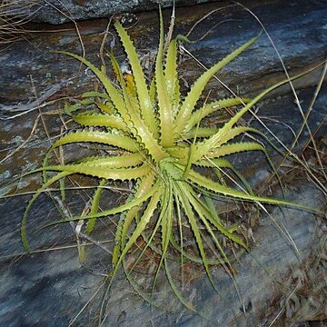 Neoglaziovia variegata unspecified picture