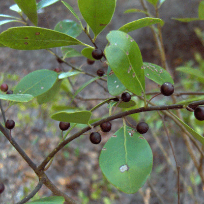 Myrica inodora unspecified picture