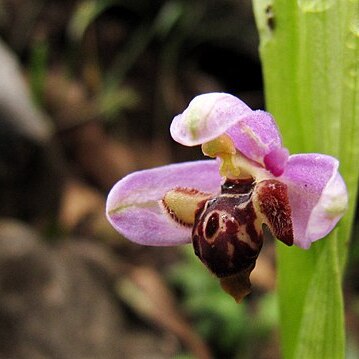 Ophrys schulzei unspecified picture