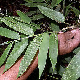 Olyra unspecified picture