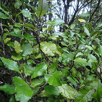 Olearia rani unspecified picture
