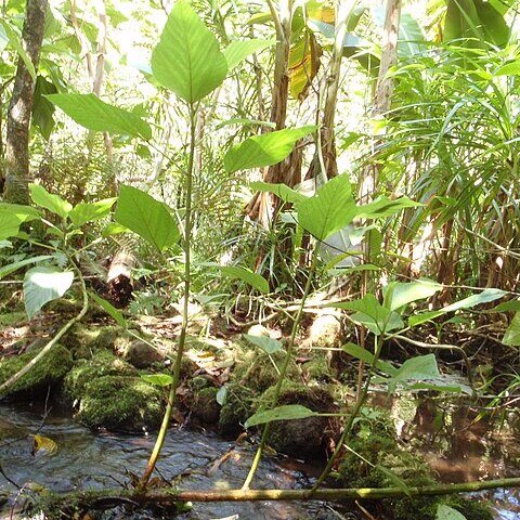 Touchardia latifolia unspecified picture