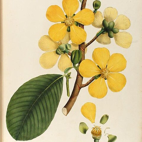 Dillenia aurea unspecified picture