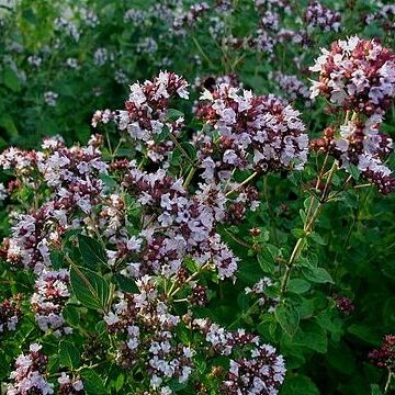 Origanum unspecified picture