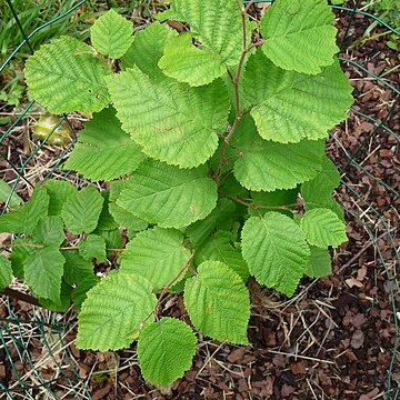 Ostryopsis davidiana unspecified picture