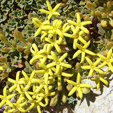 Oreopolus unspecified picture