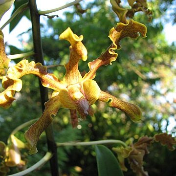 Dendrobium discolor unspecified picture