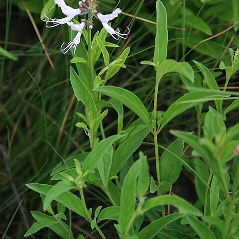 Ocimum obovatum unspecified picture
