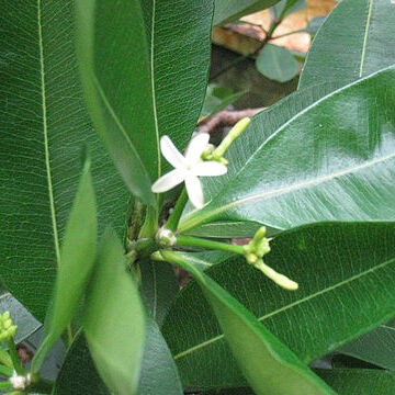 Ochrosia ackeringae unspecified picture