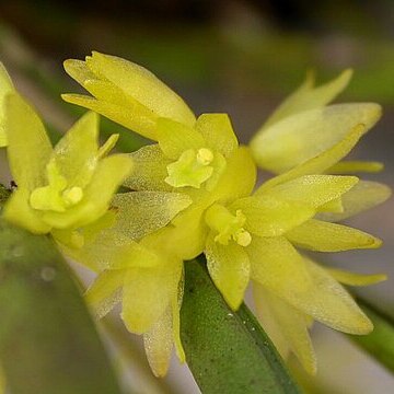 Octomeria decumbens unspecified picture