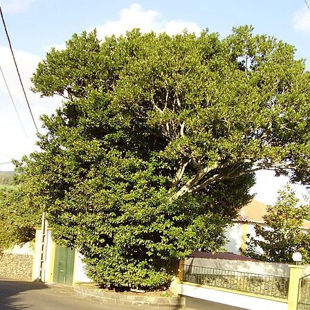 Ocotea unspecified picture