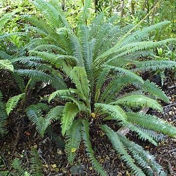 Blechnum discolor unspecified picture