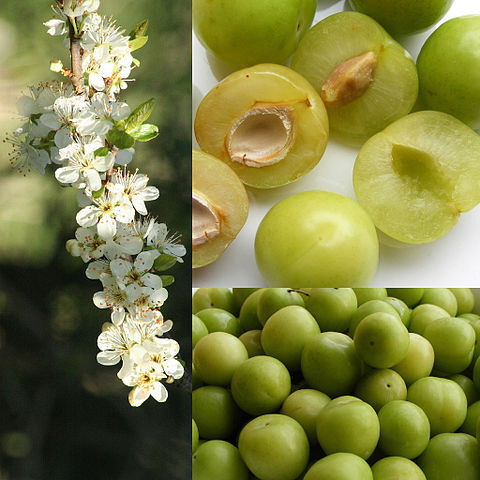 Prunus domestica subsp. italica unspecified picture