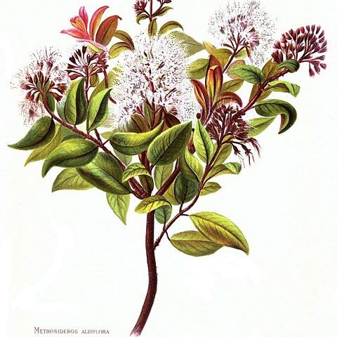Metrosideros albiflora unspecified picture