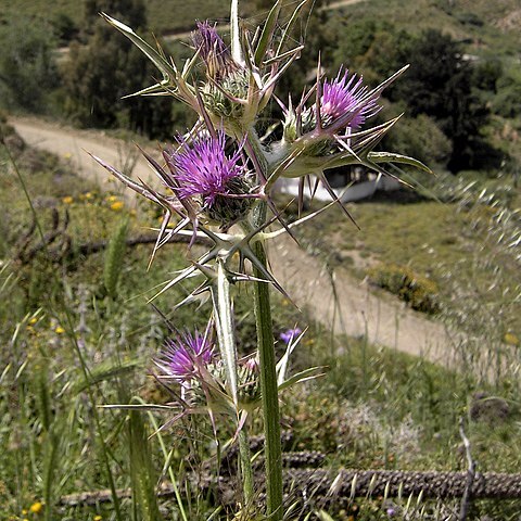 Notobasis unspecified picture