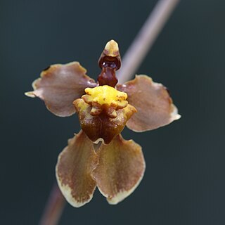 Cyrtochilum flexuosum unspecified picture