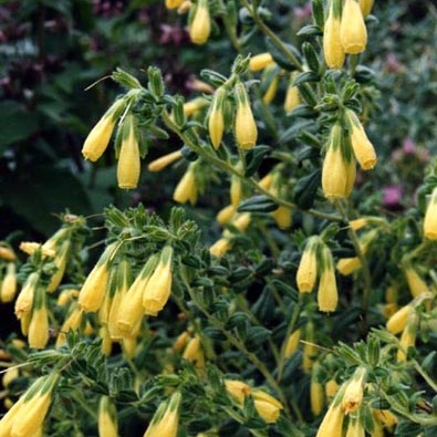 Onosma cinerea unspecified picture