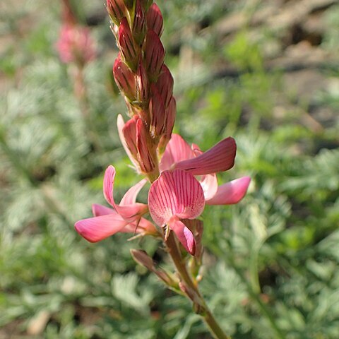 Onobrychis cyri unspecified picture