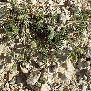 Onobrychis crista-galli unspecified picture