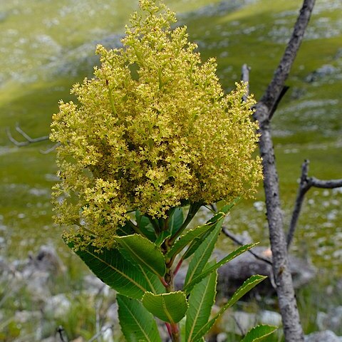 Laurophyllus capensis unspecified picture