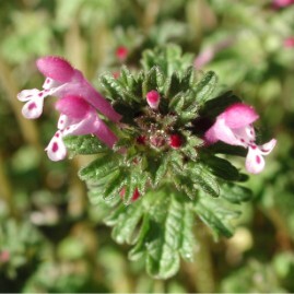 Lamium unspecified picture