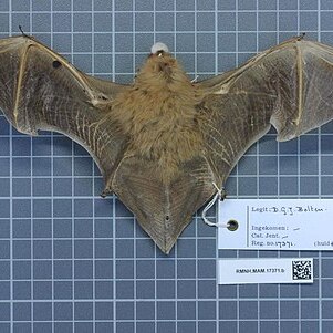 Lasiurus unspecified picture
