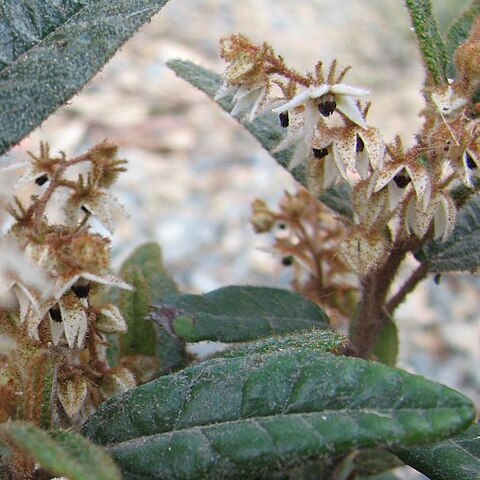 Lasiopetalum maxwellii unspecified picture