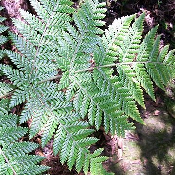 Lastreopsis silvestris unspecified picture