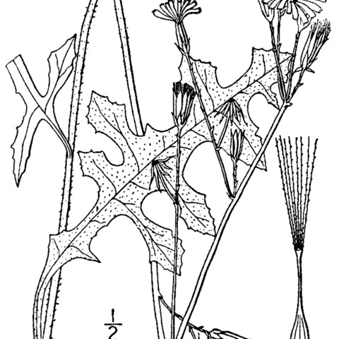 Lactuca hirsuta unspecified picture