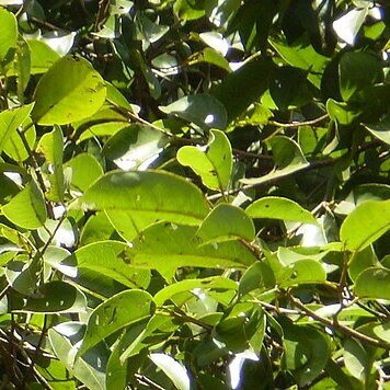 Irvingia unspecified picture