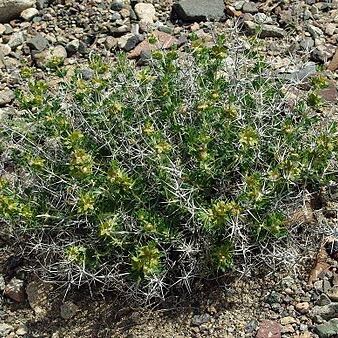 Lagochilus platyacanthus unspecified picture